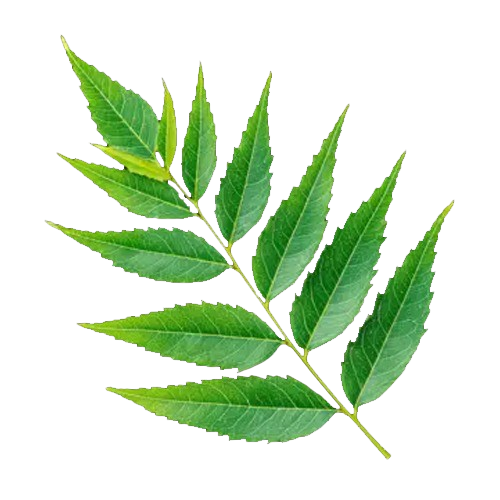 Neem