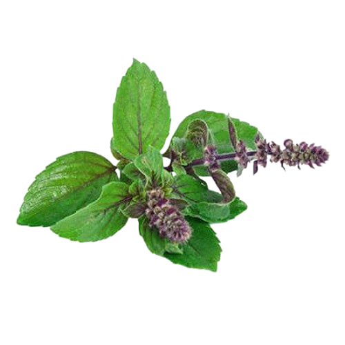 Tulsi