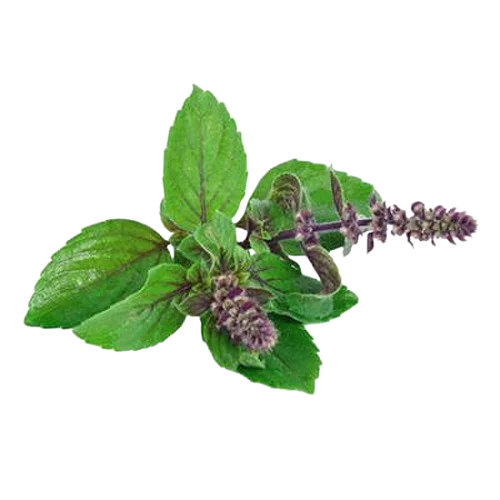 Tulsi