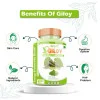 Divya Shree Giloy  Capsules (60cap)