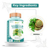 Divya Shree Moringa  Capsulesule (60cap)