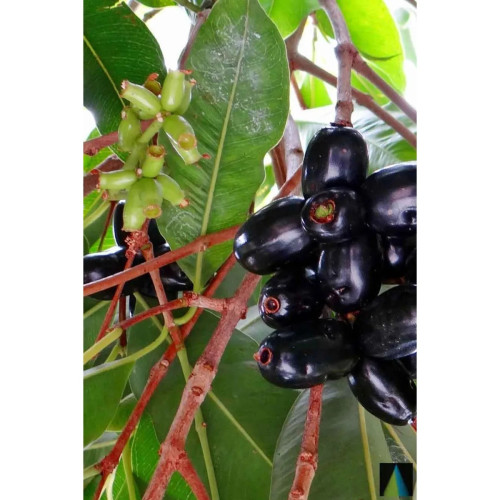 Sidhara Betta Herbals Syzygium Cumini (Jamun) Leaves Powder (15g)