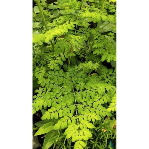 Sidhara Betta Herbals Moringa Oleifera Tender Leaves Powder (15g)