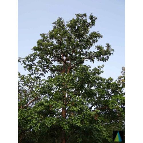 Sidhara Betta Herbals Terminalia Arjuna Bark Powder (15g)