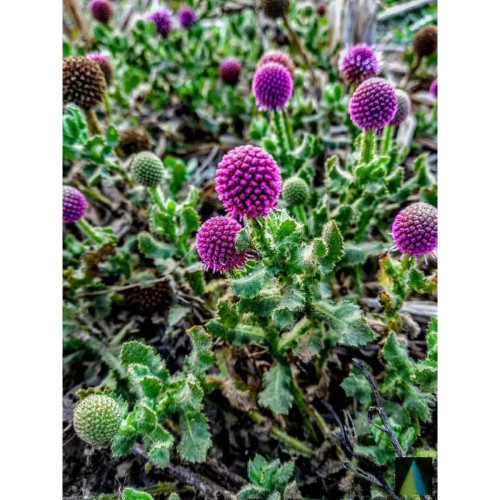 Sidhara Betta Herbals Sphaeranthus Indicus (Gorakhmundi) Leaves Powder (15g)