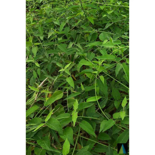 Sidhara Betta Herbals Leptadenia Reticulata Whole Plant Powder (15g)