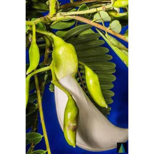 Sidhara Betta Herbals Sesbania Grandiflora Leaves Powder (15g)