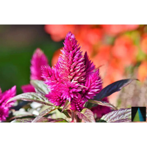 Sidhara Betta Herbals Celosia Argentea (Anne) Leaves Powder (15g)