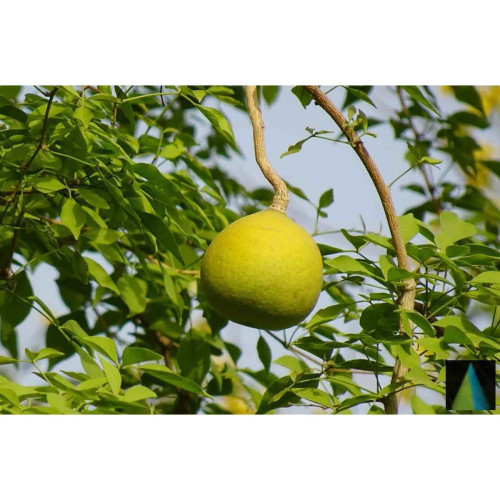 Sidhara Betta Herbals Aegle Marmelos (Bilvpatre) Leaves Powder (15g)