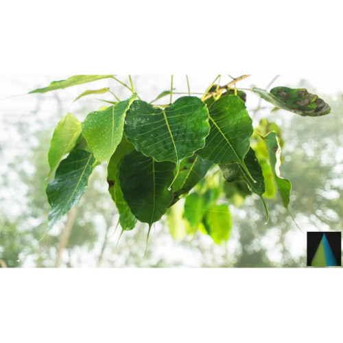 Sidhara Betta Herbals Ficus Religiosa (Peepal Tree) Leaves Powder (15g)