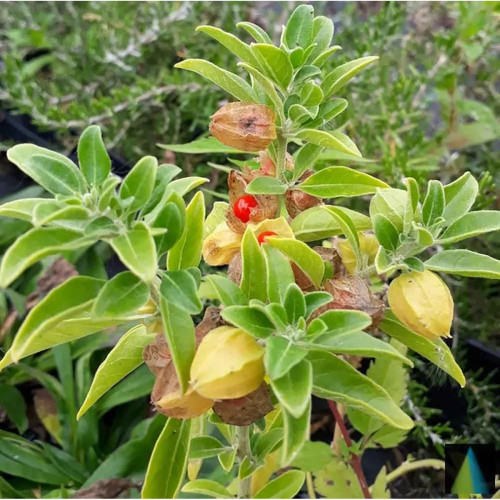 Sidhara Betta Herbals Withania Somnifera Whole Plant Powder (15g)