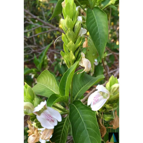 Sidhara Betta Herbals Justicia Adhatoda Leaves Powder (15g)