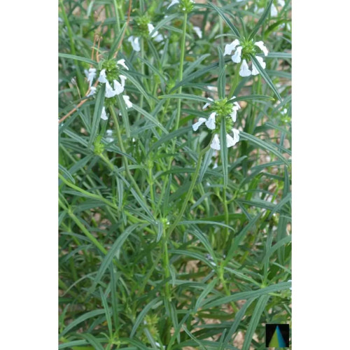 Sidhara Betta Herbals Leucas Aspera Whole Plant Powder (15g)