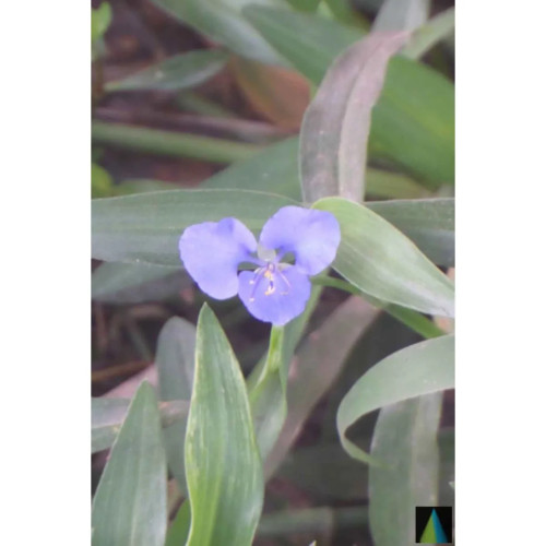 Sidhara Betta Herbals Commelina Benghalensis Leaves Powder (15g)