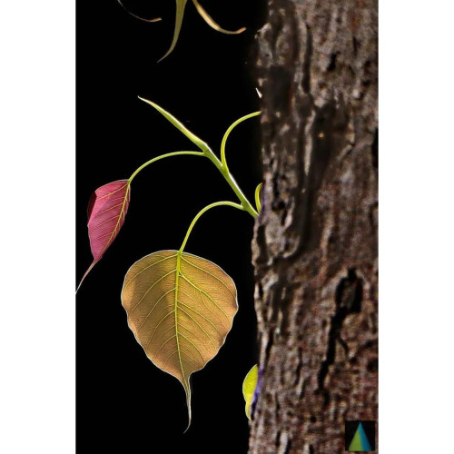 Sidhara Betta Herbals Ficus Religiosa Bark Powder (15g)