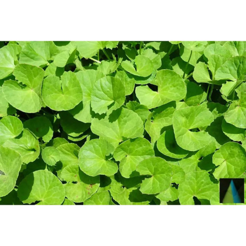 Sidhara Betta Herbals Centella Asiatica Leaves Powder (15g)