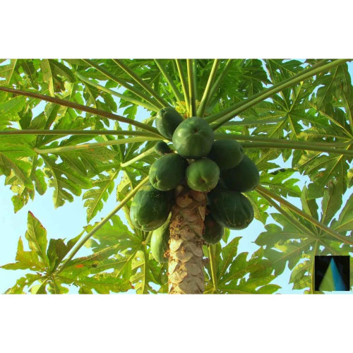 Sidhara Betta Herbals Carica Papaya Leaves Powder (15g)