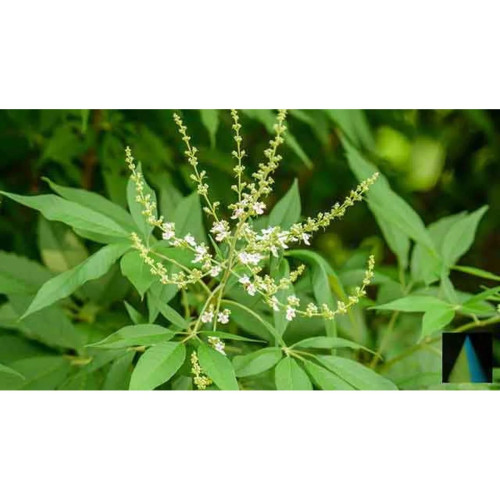 Sidhara Betta Herbals Vitex Negundo Leaves Powder (15g)