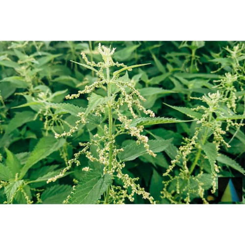 Sidhara Betta Herbals Urtica Dioica (Nettle) Leaves Powder (15g)