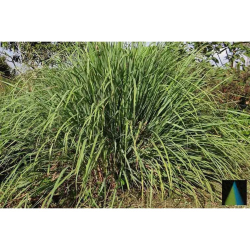 Sidhara Betta Herbals Cymbopogon (Lemon Grass) Leaves Powder (15g)