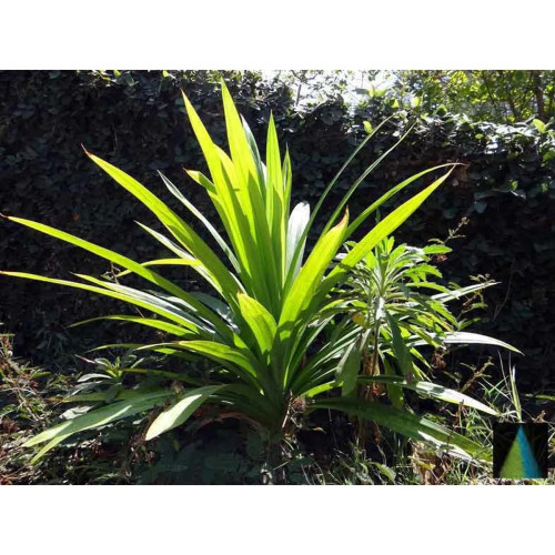 Sidhara Betta Herbals Pandanus Amaryllifolius Leaves Powder (15g)