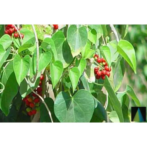 Sidhara Betta Herbals Tinospora Cordifolia Leaves Powder (15g)