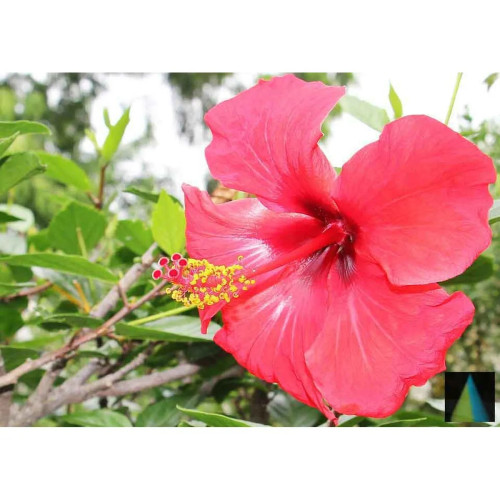 Sidhara Betta Herbals Hibiscus Flower Powder (15g)