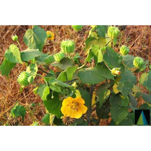 Sidhara Betta Herbals Abutilon Indicum Leaves And Flower Powder (15g)