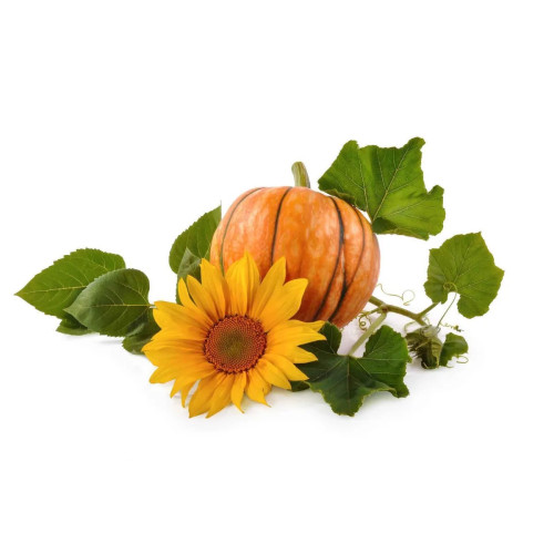 Sidhara Betta Herbals Cucurbita Pepo (Pumpkin) Leaves Powder (15g)