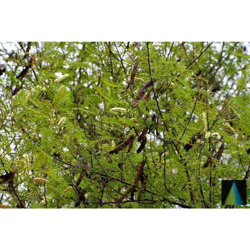 Sidhara Betta Herbals Senegalia Catechu (Khadira) Leaves Powder (15g)