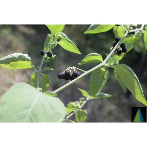 Sidhara Betta Herbals Solanum Nigrum (Kakamachi) Aerial Parts Powder (15g)