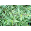 Sidhara Betta Herbals Sida Acuta (Bala) Whole Plant Powder (15g)