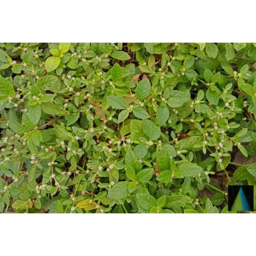 Sidhara Betta Herbals Alternanthera Sessilis Leaves Powder (15g)