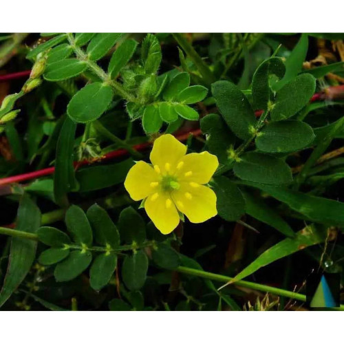 Sidhara Betta Herbals Tribulus Terrestris (Neggina Mullu) Leaves Powder (15g)