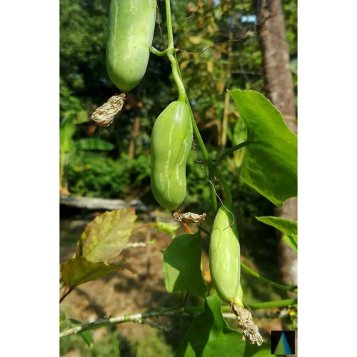 Sidhara Betta Herbals Coccinia Grandis (Thonde) Aerial Part Powder (15g)