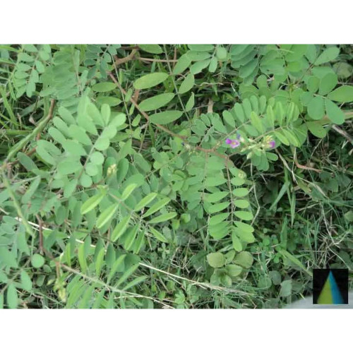 Sidhara Betta Herbals Tephrosia Purpurea (Sharapunkha) Whole Plant Powder (15g)