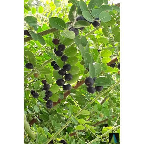 Sidhara Betta Herbals Phyllanthus Reticulatus Leaves Powder (15g)