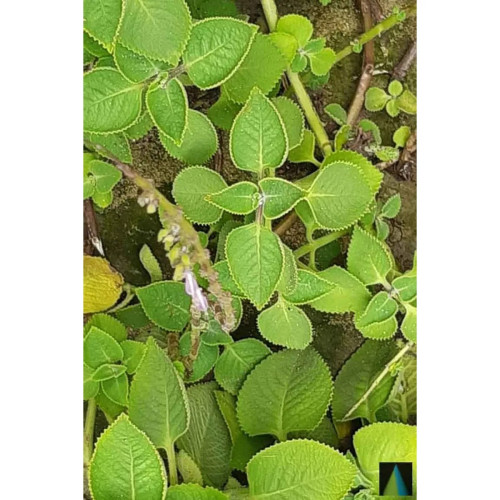 Sidhara Betta Herbals Coleus Amboinicus (Doddapatre And Ajwain Leaves) Leaves Powder (15g)