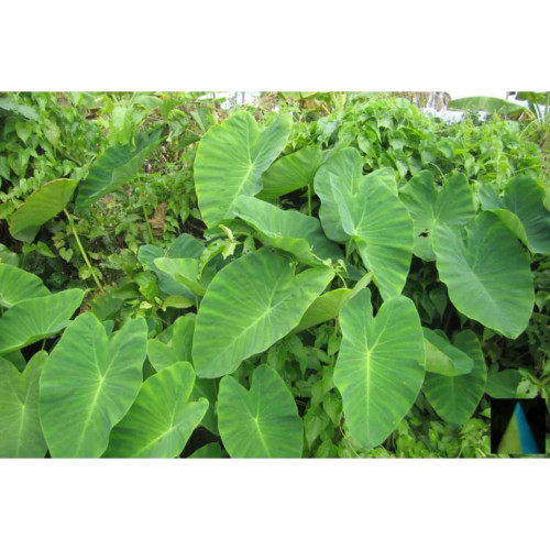 Sidhara Betta Herbals Colocasia Esculenta (Taro And Kesavu) Stem Powder (15g)