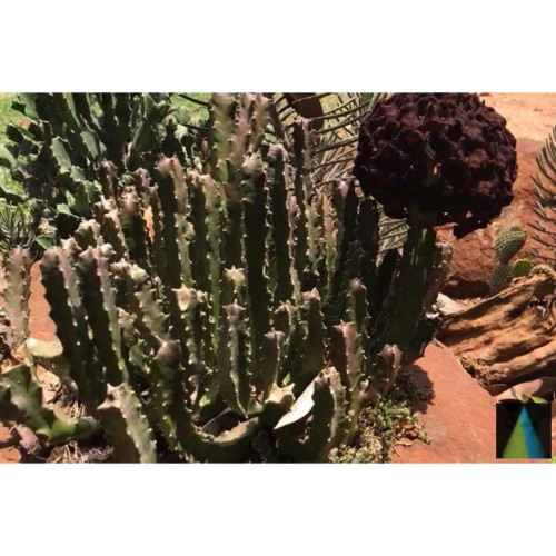 Sidhara Betta Herbals Caralluma Fimbriata Whole Plant Powder (15g)