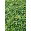Sidhara Betta Herbals Ipomoea Batatas (Sweet Potato) Tender (Leaves) (Shoots) Powder (15g)