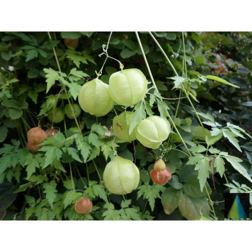 Sidhara Betta Herbals Cardiospermum Halicacabum (Karnaspota And Balloon Vine) Tender Leaves (Shoots) Powder (15g)