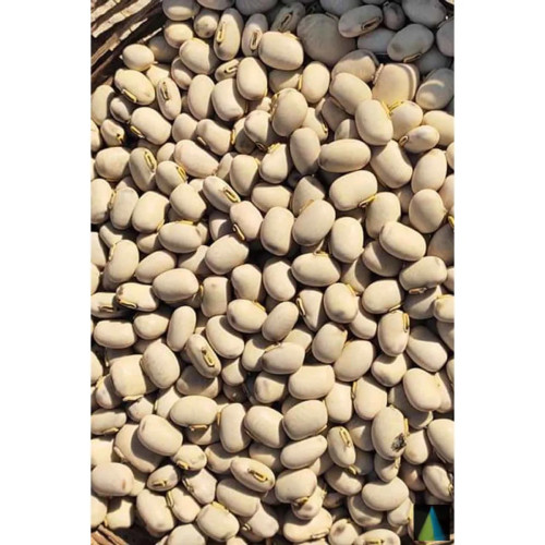 Sidhara Betta Herbals Mucuna Pruriens(White) (Kapikaachu And Velvet Bean) Seeds Powder (15g)