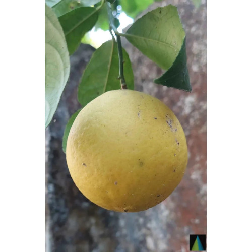 Sidhara Betta Herbals Whole Lemon Powder Citrus Limon (15g)