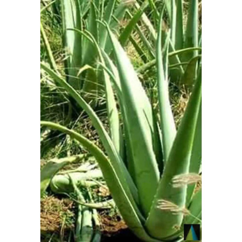 Sidhara Betta Herbals Aloevera Leaves Powder (15g)