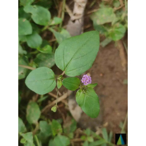 Sidhara Betta Herbals Boerhavia Diffusa (Punarnava) Whole Plant Powder (15g)