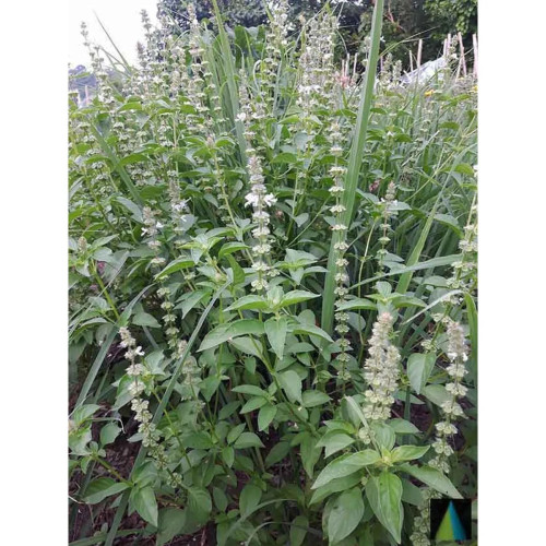 Sidhara Betta Herbals American Basil Whole Plant Powder (15g)