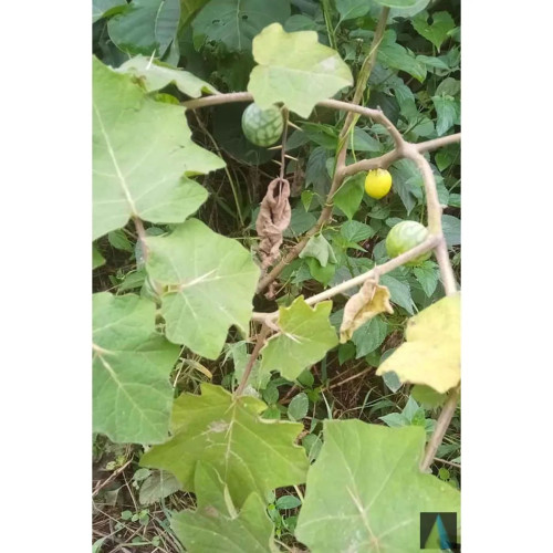 Sidhara Betta Herbals Solanum Surattence (Kantakari) White Whole Plant Powder (15g)