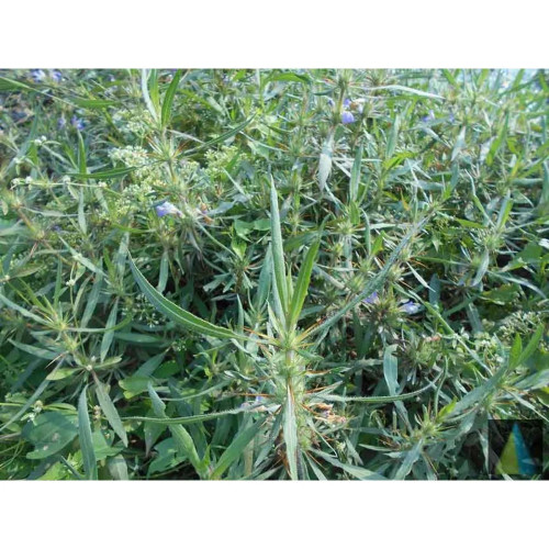 Sidhara Betta Herbals Asteracantha Longifolia (Kokilaksha) Root Powder (15g)