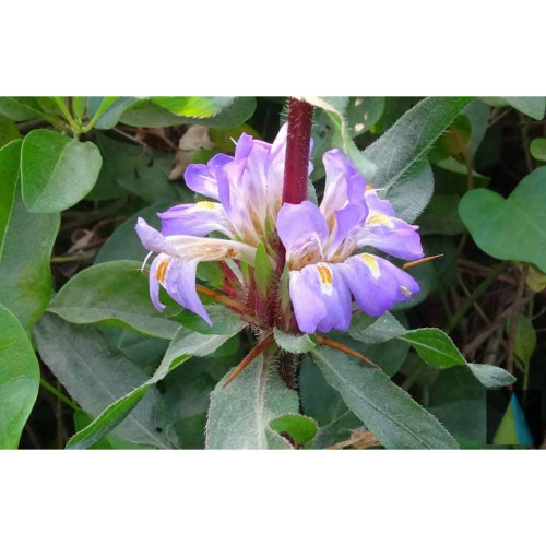 Sidhara Betta Herbals Asteracantha Longifolia (Kokilaksha) Whole Plant Powder (15g)